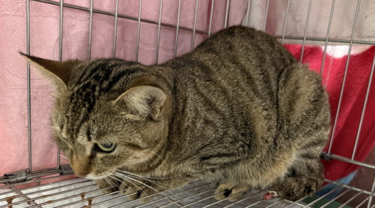 新店虎斑黑貓細菌感染尾巴潰爛險死!新北動保處治療後找到認養家庭