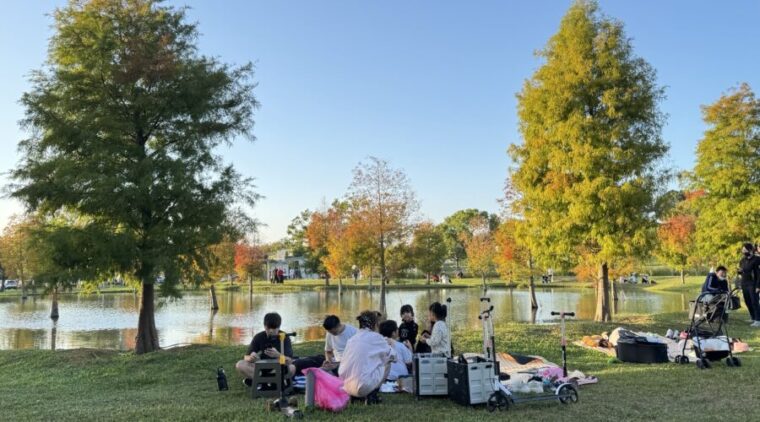 秋冬美景正盛!后里、南屯、太平落羽松接力轉色、打造城市最詩意風景線