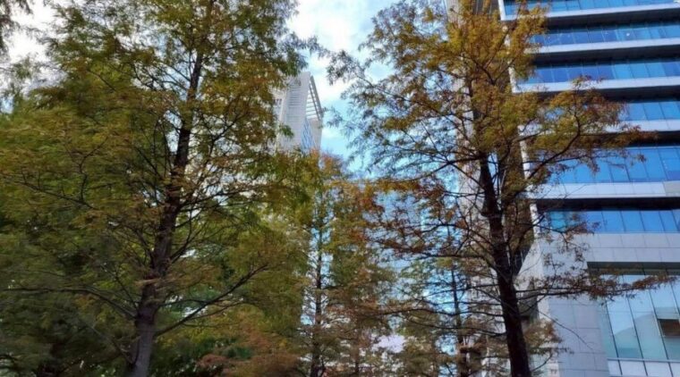 五彩燈飾高高掛 信義商圈林蔭濃濃節慶感