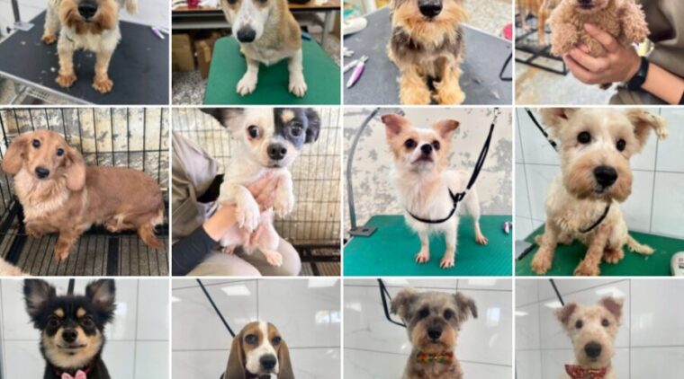 毛孩迎向新家之路苗栗!人人犬舍第二批犬隻 12/6 開放認領養
