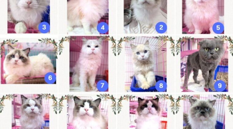 讓喵星人重獲新生!竹縣動保所29隻品種貓12月19日開放認養