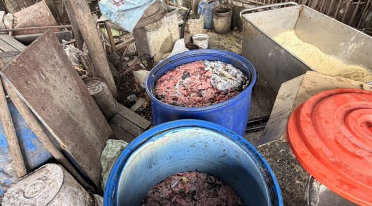 屏東縣再查獲養豬場餵飼廚餘 依法裁罰80萬元 即刻封鎖場內豬隻