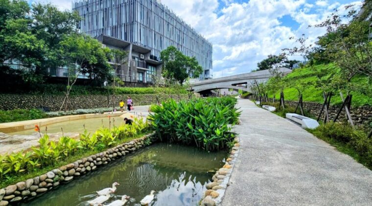 鶯歌礫間日供800噸淨化水!美術館水道迎來可愛鴨群