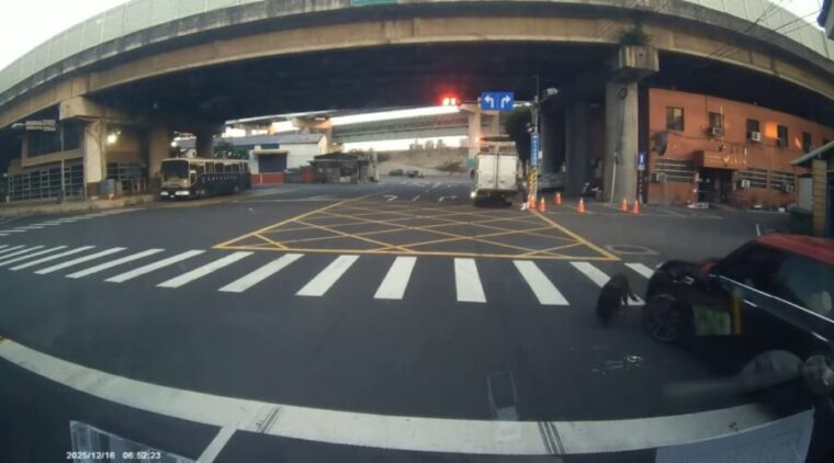 三重工廠犬慘遭車輛輾壓幸運僅受皮肉傷 新北動保處開罰車主及飼主不當行為