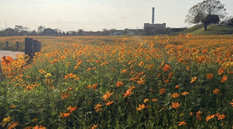 后里花田綠廊冬日花海開跑!中市環保公園黃波斯、向日葵1、2月接力綻放