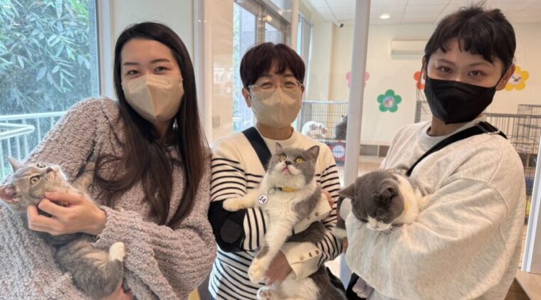 嘉義縣28隻品種貓開放認養 配對活動登記1月30日截止