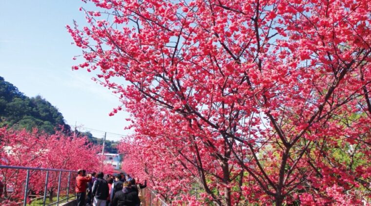 2026后里泰安櫻花季2/27粉嫩登場!連假賞櫻、賞燈一次滿足
