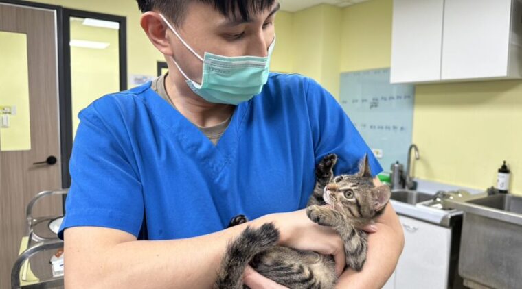 小小橡皮筋恐傷及動物!新北市動保處春節動物救援醫療不打烊