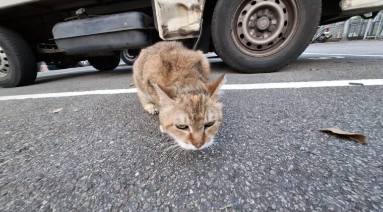 板橋浪貓重獲新生!失明「花奶奶」盼覓溫暖新家