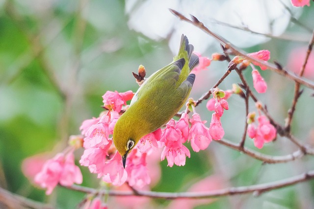 全國僅有六位！南市安南區南興里施柏男里長榮獲2023友善動物傑出里長表揚