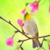 全國蜜棗評鑑揭曉！燕巢果農賴隆溪回歸再奪「蜜棗王」