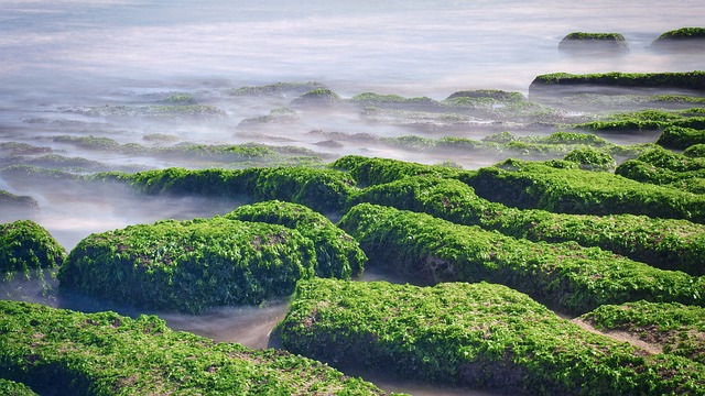 嘉市車站前大白熊以聖誕老人裝扮強勢回歸 與新電動公車一起亮相 嘉市車站前大白熊以聖誕老人裝扮強勢回歸 與新電動公車一起亮相